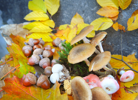 Acorns and mushrooms on colorful autumn foliageの写真素材