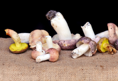 Fresh forest mushrooms on sackingの写真素材