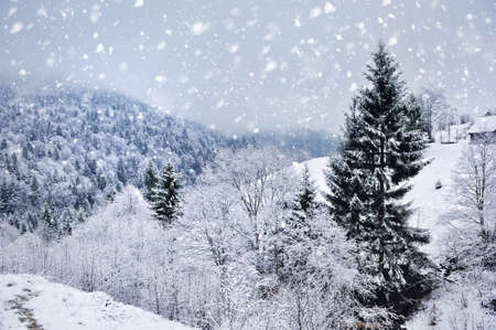 Beautiful winter landscape with snow covered treesの写真素材