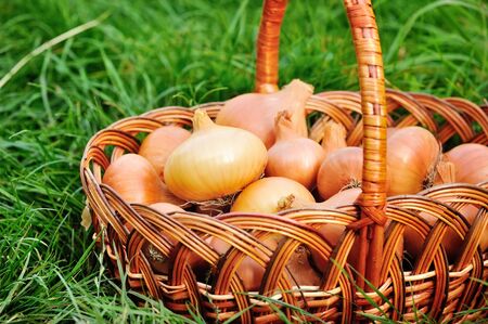 Fresh onions in basket on grassの写真素材