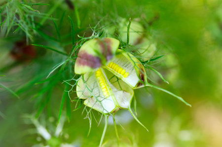 Nigella seed capsule, Nigella sativa. Love-in-the-mist