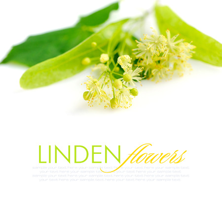 Flowers of linden tree on a white backgroundの写真素材