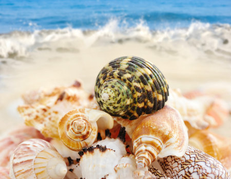 Sea shells on sandy beach