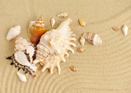Sea shells on sandy beach