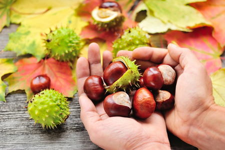 Fresh chestnuts in the hands on background autumn leavesの写真素材