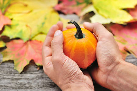 Small pumpkin in the hands on background autumn leavesの写真素材