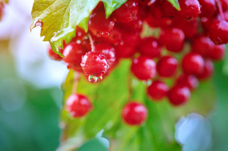 Guelder rose, Viburnum opulus, bunch of red berries with dew