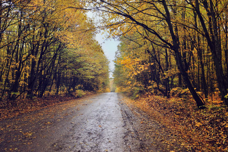 Pathway through the autumn forestの写真素材