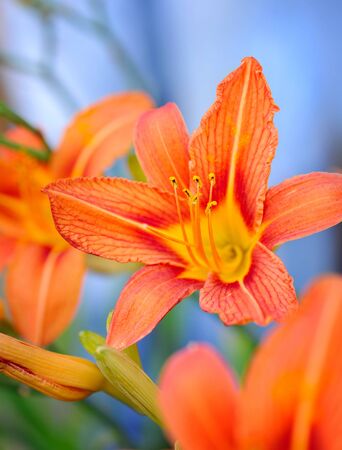 Hemerocallis - Beautiful daylily flowers blossom in the gardenの写真素材