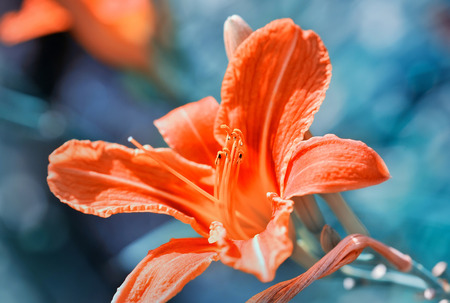 Hemerocallis - Beautiful daylily flowers blossom in the gardenの写真素材