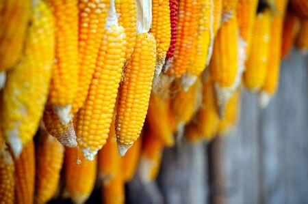 Dried corn cobs hangingの写真素材