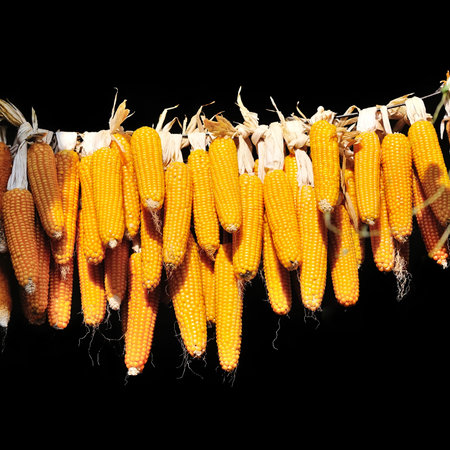 Dried corn cobs hanging on black background