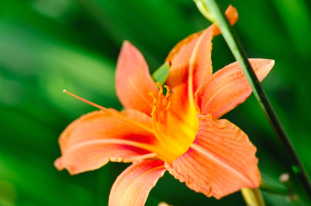 Hemerocallis - Beautiful daylily flowers blossom in the gardenの写真素材