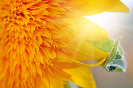 Macro of decorative sunflowerの写真素材