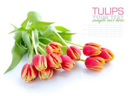 Tulip flowers isolated on whiteの写真素材