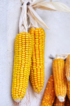 Dried corn cobs