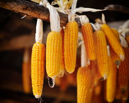 Dried corn cobs hangingの写真素材