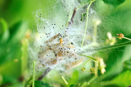 Caterpillars cocoon on the bush