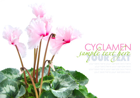 Pink cyclamen flowers with space for textの写真素材