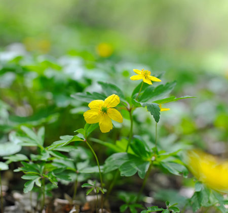 Yellow wood anemone in forest (Anemone ranunculoides)
