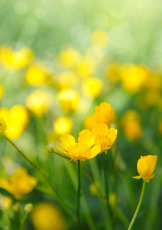 Buttercups yellow flowers on the green meadow with sun rays