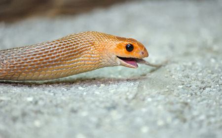 Young orange snake on a sandの写真素材