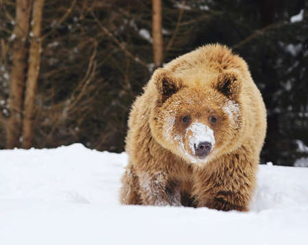 Wild brown bear in winter forestの写真素材