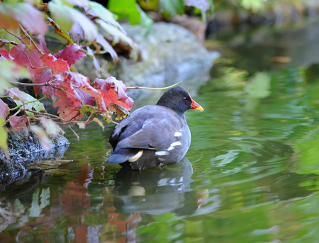 Common Moorhen (Gallinula chloropus)の写真素材