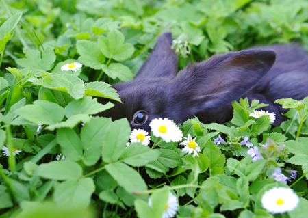 Baby black rabbit is hidden in a grassの写真素材