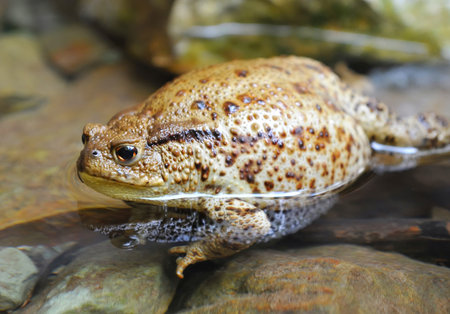European toad (Bufo bufo) has a rest in waterの写真素材