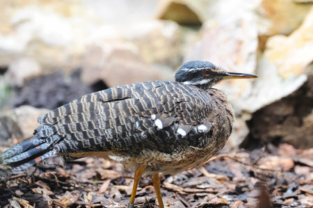 Sunbittern (Eurypyga helias)の写真素材