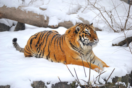 Siberian tiger what sits on snowの写真素材