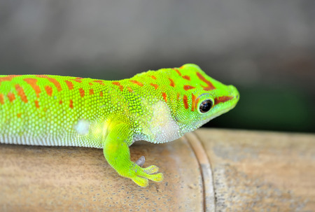 Green gecko lizardの写真素材