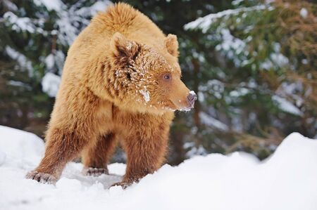 Wild brown bear in winter forestの写真素材