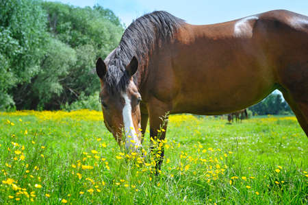 Horse on a pastureの写真素材