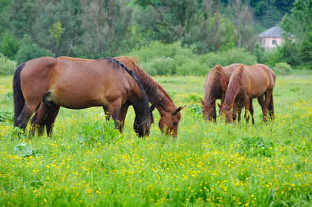 Horse are on a pastureの写真素材