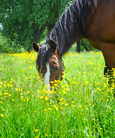 Horse on a pastureの写真素材
