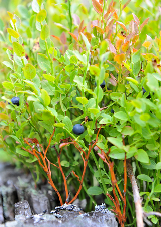 Healthy organic food - wild blueberries (Vaccinium myrtillus) growing in forestの写真素材