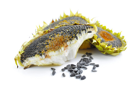 Autumn sunflowers with ripe seeds on white backgroundの写真素材