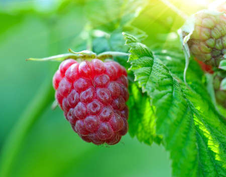 Ripe raspberry in the gardenの写真素材