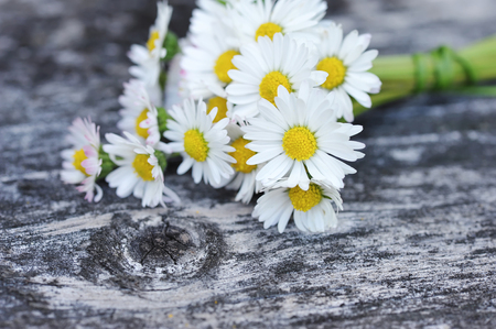 Bunch of daisy on old wooden backgroundの写真素材