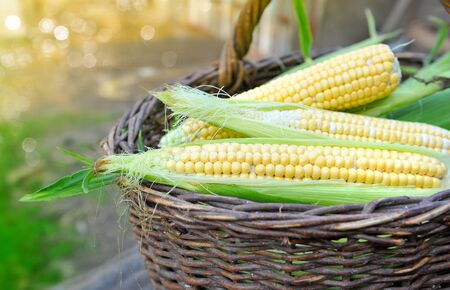 Fresh corn cobs in a basketの写真素材