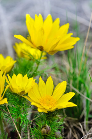Yellow flowers of adonis (Adonis vernalis)