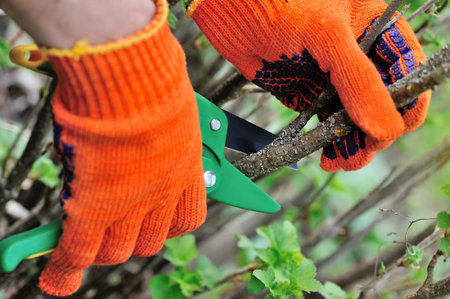 Hands with gloves of gardener doing maintenance work, cutting the bush