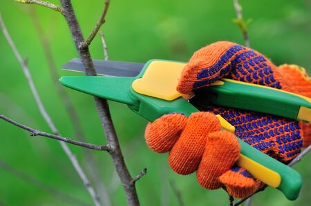 Hands with gloves of gardener doing maintenance work, pruning the treeの写真素材