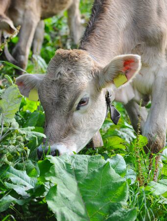 Alpine cowの写真素材