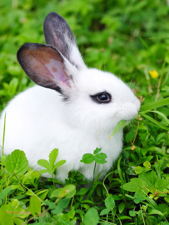 Baby white rabbit in grassの写真素材