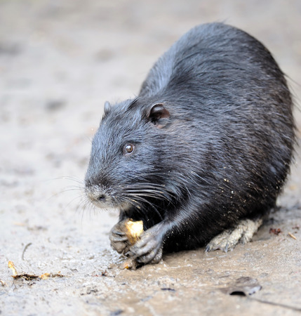 Ondatraの写真素材