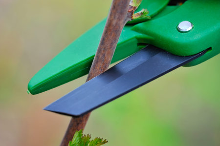 Working with cutting bush clippers in spring, close-up