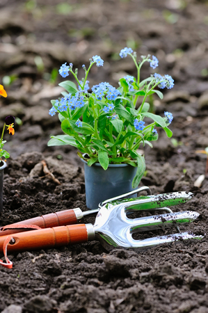 Gardening tools and spring flowers in the gardenの写真素材